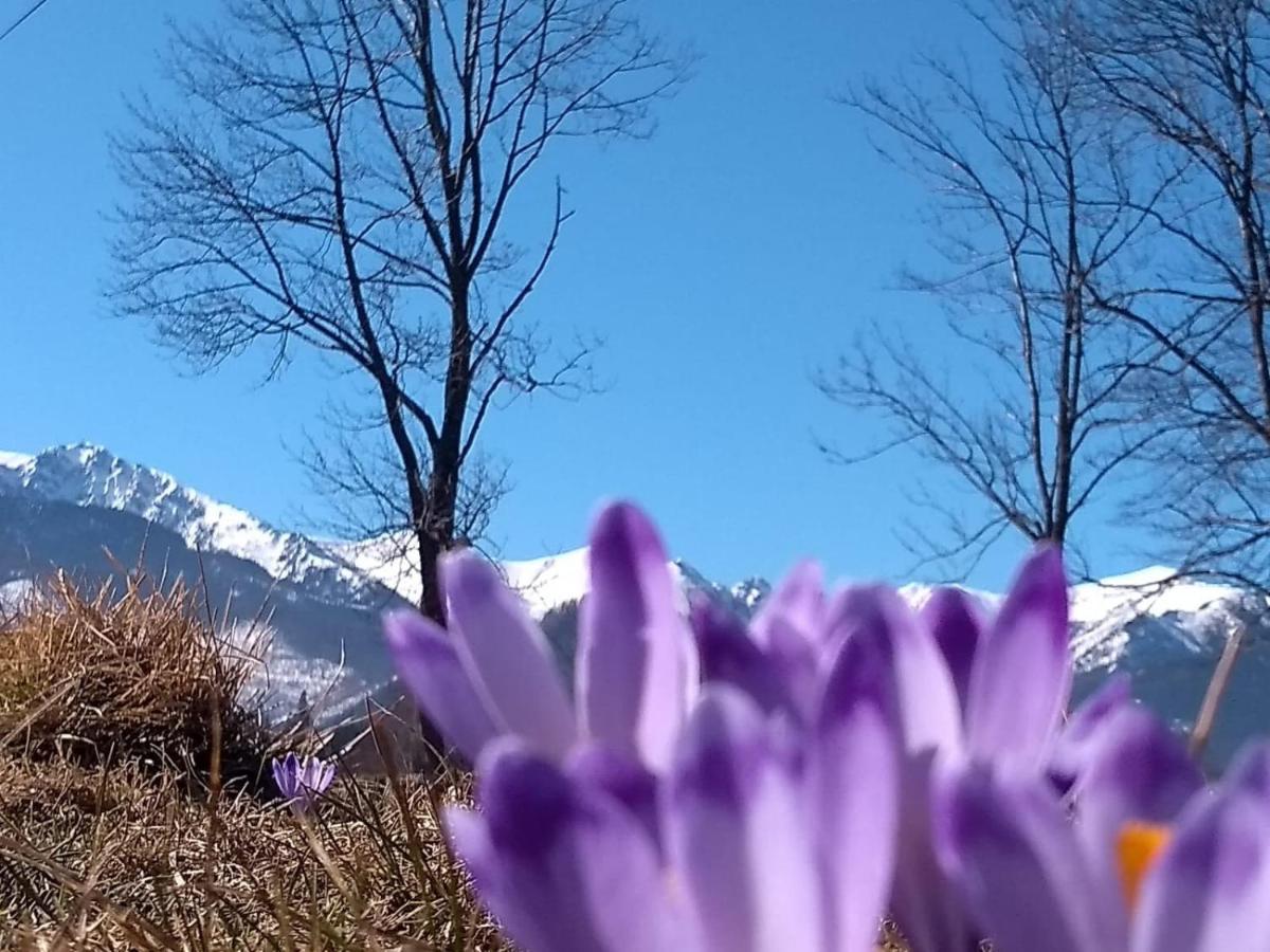 Apartmán Apartament Akuratny Zakopane Exteriér fotografie